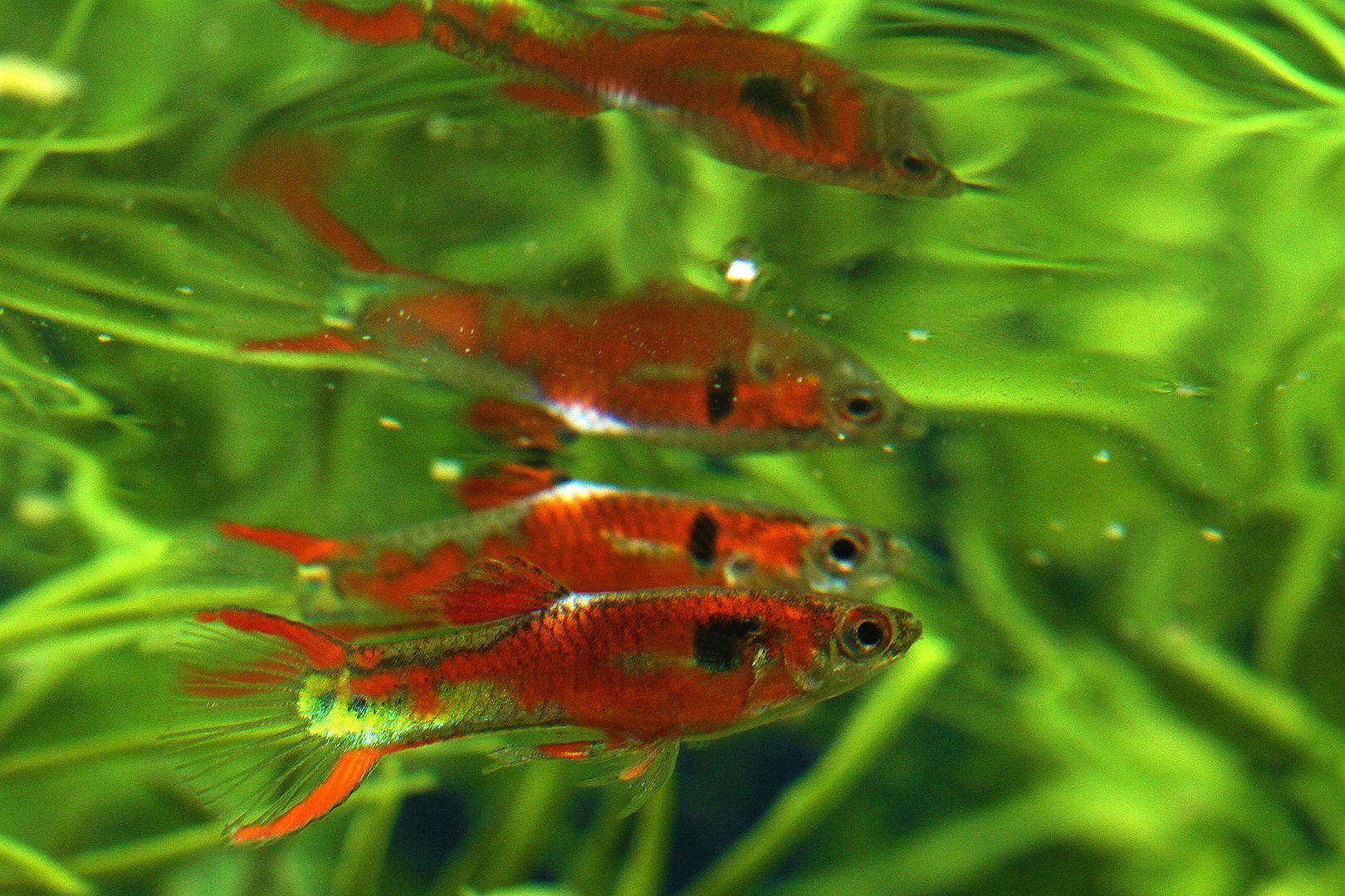 Pictures of Endler's Livebearers Tropical Fish Keeping Aquarium